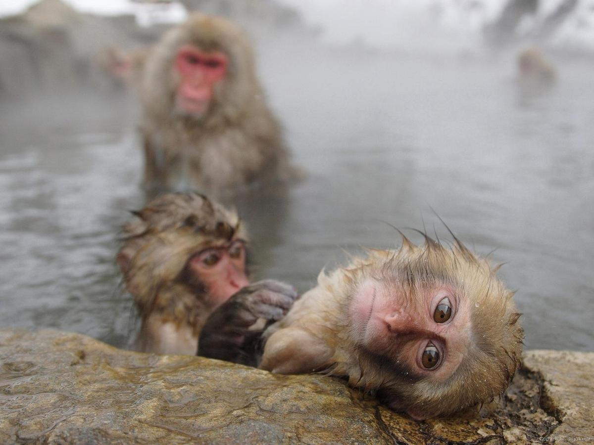 Ryokan Togari Onsen Alpen Plaza Iiyama